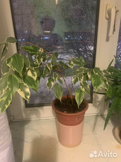 Фикус ДЕ гантель
