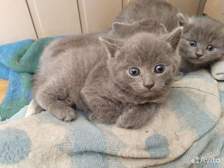 Котята - крысоловы