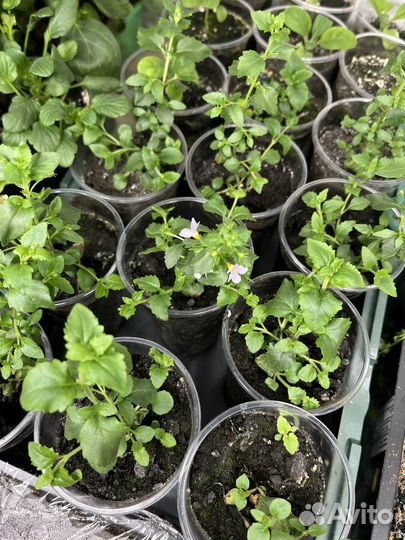Бакопа рассада