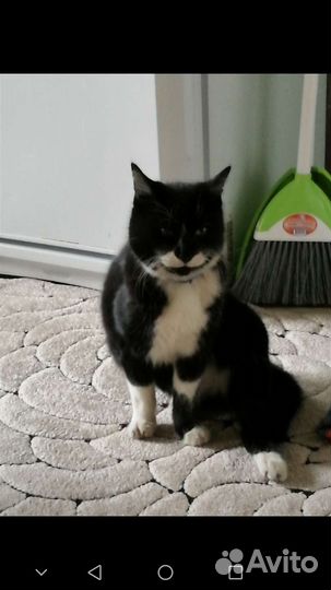Потерялся кот чёрно-белый черкесск