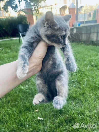 Котенок в дар