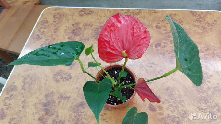 Антуриум мужское счастье