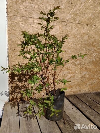 Жимолость съедобная саженцы 70 см с ягодой в 2023г