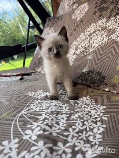 Милые котики для души бесплатно