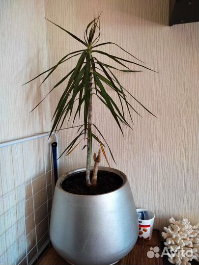 Пальма драцена