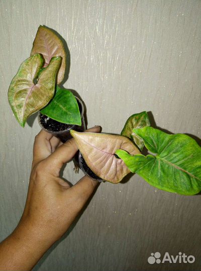 Пеларгония