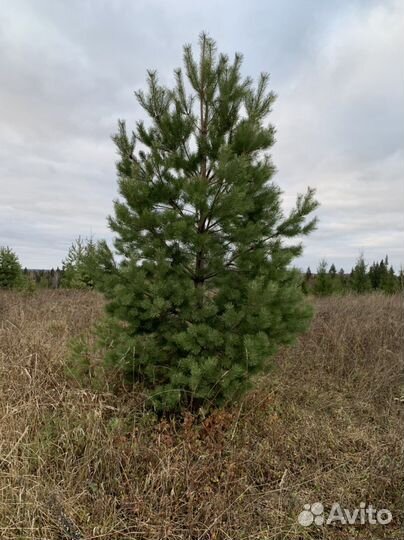 Саженцы ели, сосны, с комом земли, 3,4,5 метров