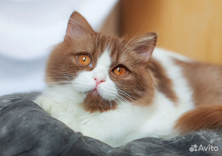 Британский мальчик 4.5 месяцев