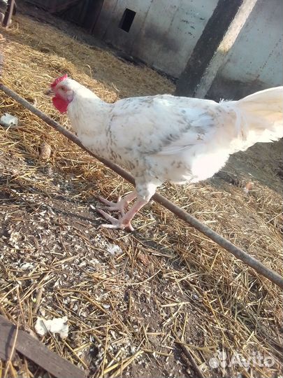 Петухи Пушкинской породы