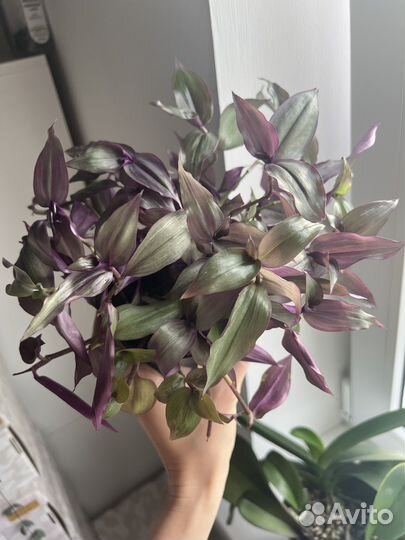 Пеперомия, церопегия вуда, агава