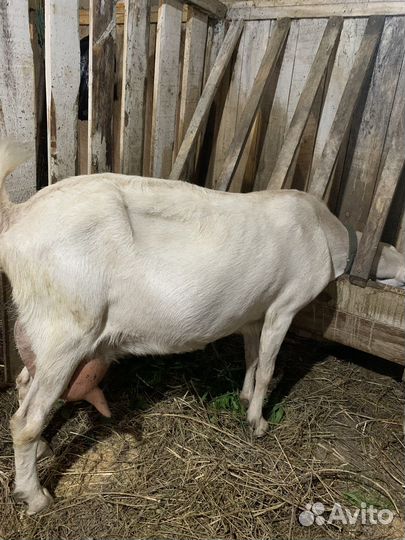 Коза дойная заано- нубийка 50