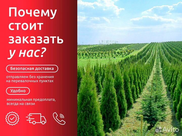 Туя смарагд, брабант, колумна, оптом