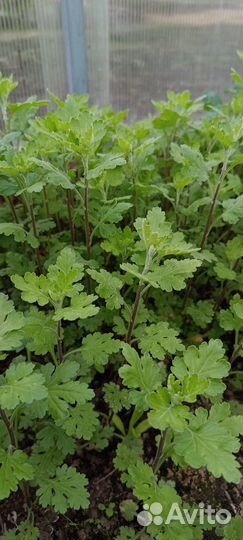 Хризантема корейская