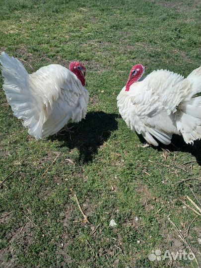 Индюк на племя