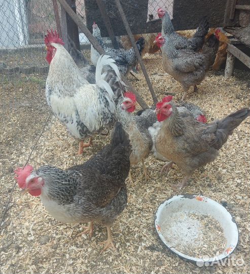 Инкубационное яйцо Нидерхайнер и Барковская