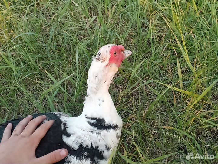 Молодой селезень индоутки