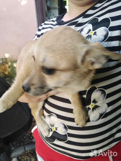 Собаки бесплатно в добрые руки щенки