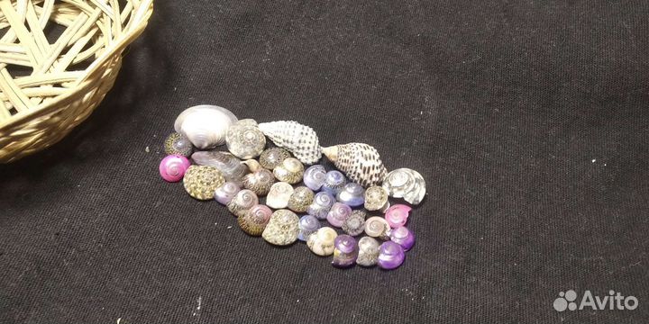 Морские ракушки раковины.Для изготовления подделок