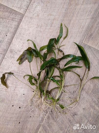 Криптокорина