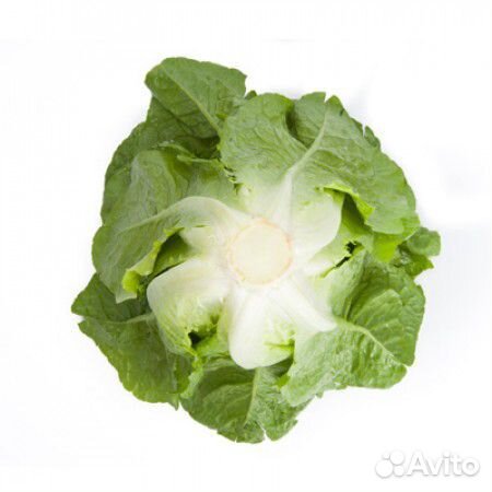 Семена Салата 