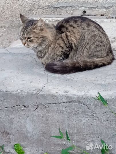Абсолютно бесплатно. В добрые руки