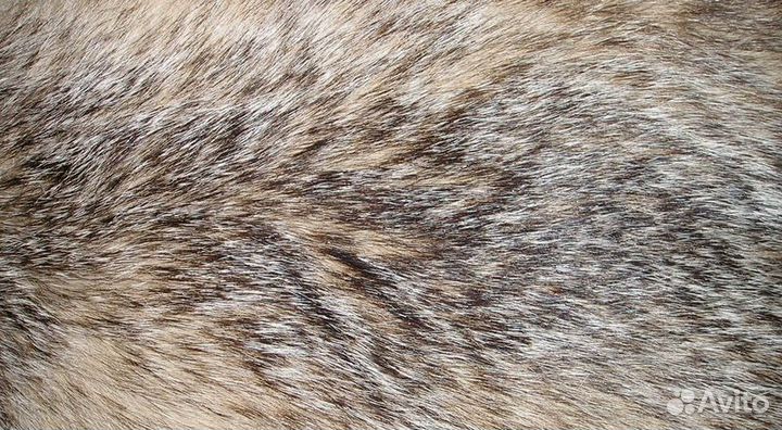 Шкура барсука