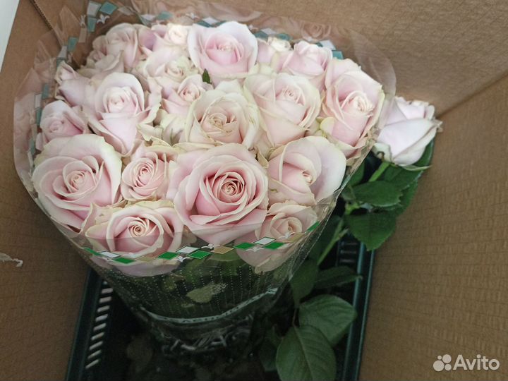 Цветы розы 101