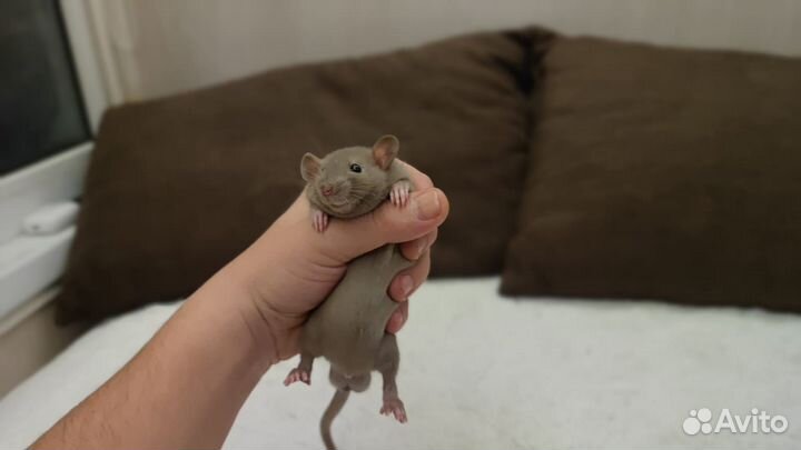 Крысята дамбо домашнего разведения