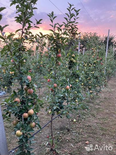 Яблоки домашние