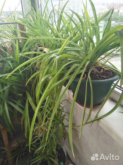 Хлорофитум