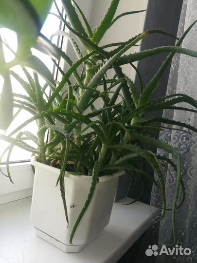 Сансевиерия,алоэ,толстянка