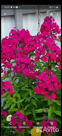 Флокас многолетний