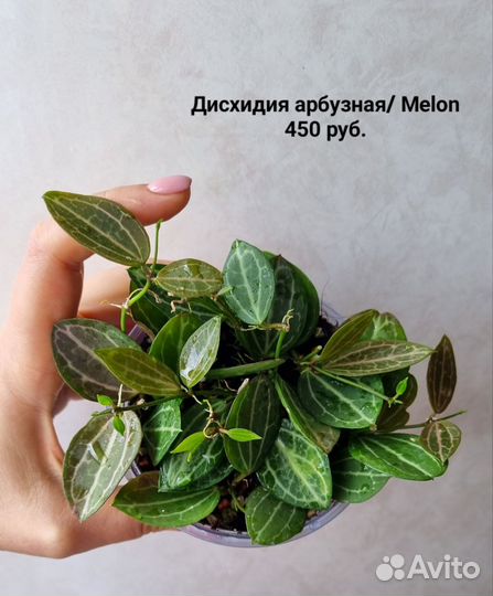 Растения разные