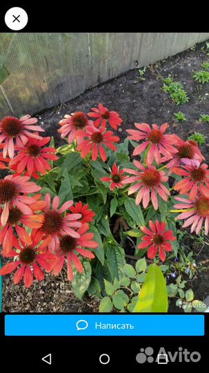 Семена эхинацеи