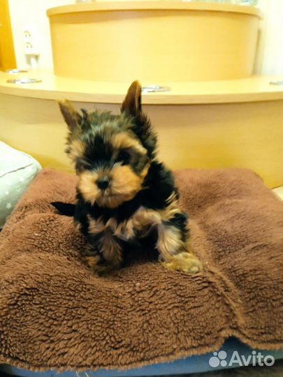 Йоркширский терьер мини беби фейс щенки