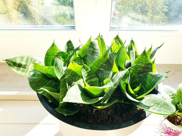 Сансевиерии трехполосная лауренти хани