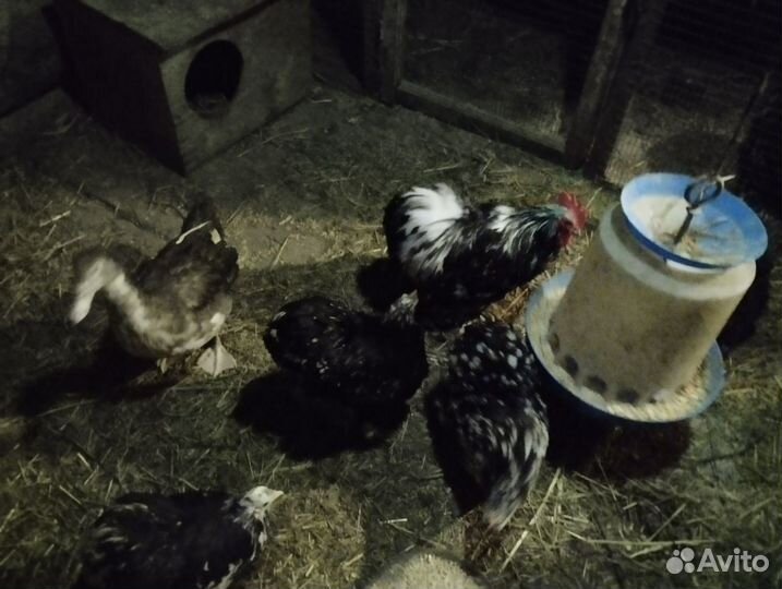 Карликовые кохинхины