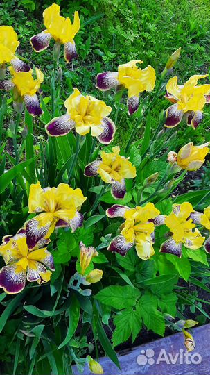 Цветы садовые