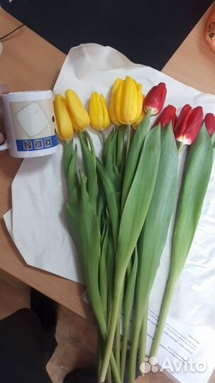 Тюльпаны к 8 марта оптом новосибирск
