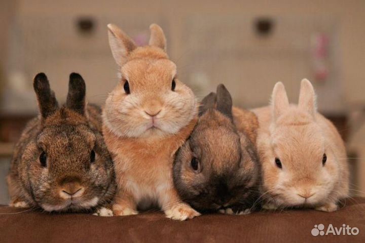 Продам кроликов