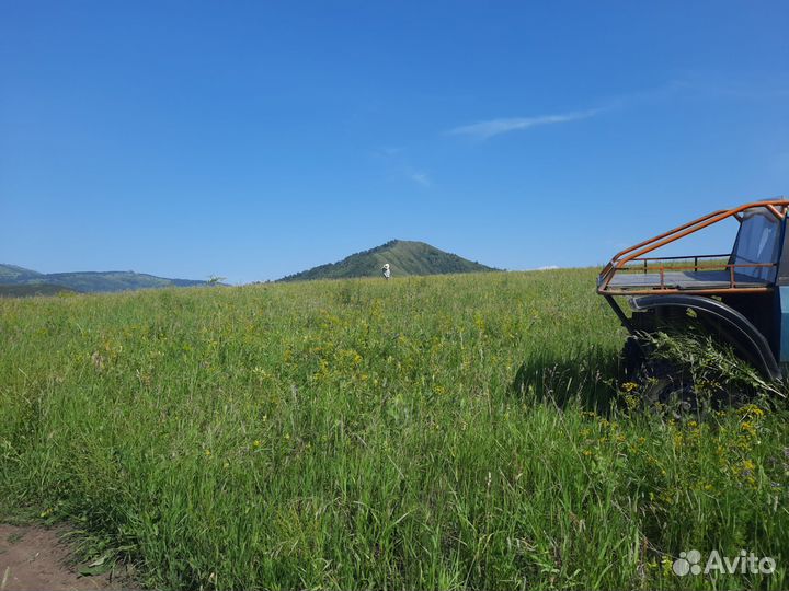 Имунный сбор Иван-чай травы корни с Алтая