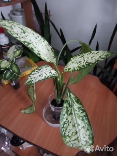 Диффенбахия