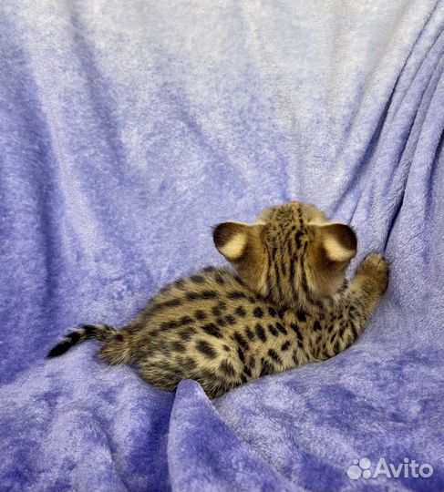 SavannahF1/саваннаф1