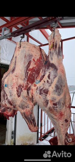 Продам мясо говядина