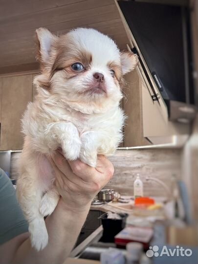 Щенки чихуахуа длинношерстные