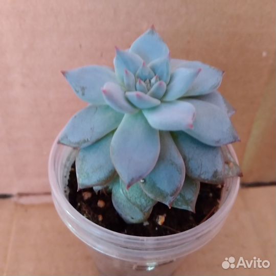 Суккуленты Часть 1