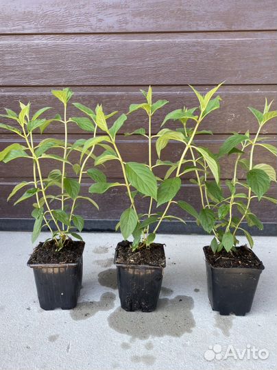 Гортензия Ванилла Фрейз