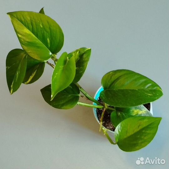 Клеродендрум, сциндапсус