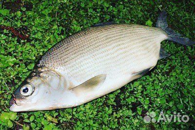 Рыба Пелядь ангарская