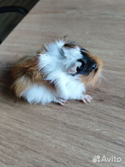 Морская свинка